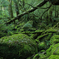 yakushima in february