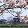 網引の桜