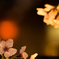 夜の桜