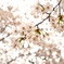 2_桜