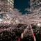 桜河