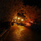 夜桜のアーチ