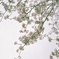 桜、咲く