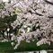 さくら その壱
