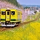 菜の花列車 春を行く