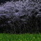 連桜
