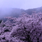 朝靄のさくら