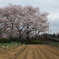 黒目川の桜（１）