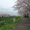 黒目川の桜（２）