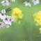 菜の花とさくら