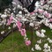 神代植物公園