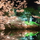 上越　高田公園　夜桜1