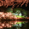 上越　高田公園　夜桜2