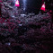 夜桜水鏡