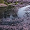 a ripple of SAKURA