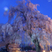 夕桜