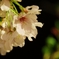 茂原公園の夜桜２