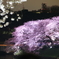 Spring has just come! (Night view)