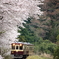 わ鐡と桜