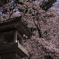 さくらと常夜灯