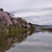 水と緑の街　彦根の春Ⅰ