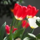 Tulip at april