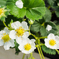 いちごの花