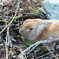 うさぎ