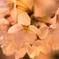 夜の桜は一味違う・・・