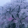 本郷の瀧桜（又兵衛桜）