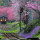 2016花のわたらせ渓谷鐵道②