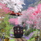 2016花のわたらせ渓谷鐵道③
