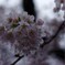 濡れ桜