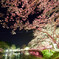 茂原夜桜 １