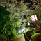 茂原夜桜 ２
