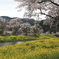 余呉川　桜その２