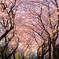 大和の千本桜_VOL1
