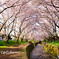 大和の千本桜_VOL2