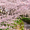 大和の千本桜_VOL3