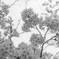 桜２