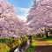 大和の千本桜_VOL4