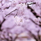 桜色