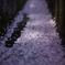 去りゆく春。