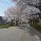 桜吹雪