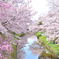 奈良市佐保川の桜　その２