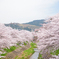 奈良市　佐保川の桜　その３