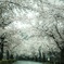 桜みち…