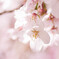 桜2016-2