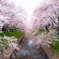 桜 二重奏