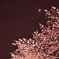 夜桜